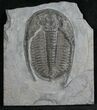 Huge Cernuolimbus Snowplow Trilobite - Rare #8054-1